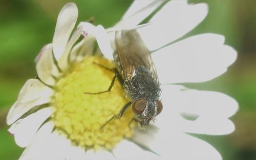 Pollenia sp.
